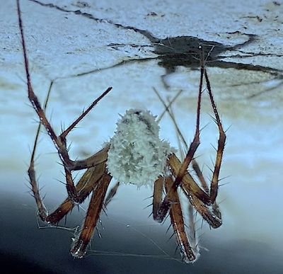 Fungus-infected 'zombie spiders' discovered in Irish caves