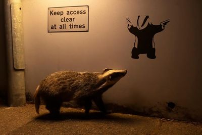 Badger admiring art wins wildlife photographer of the year public vote