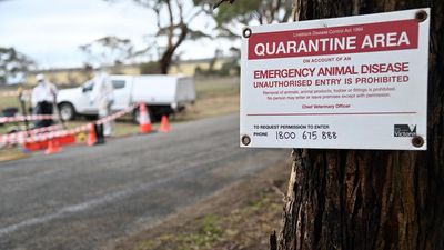 Cautious relief after nation wipes out bird flu strain