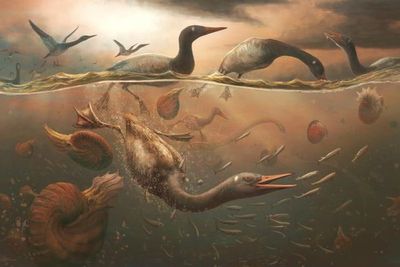 Antarctic skull sheds light on ancient birds 69 million years ago