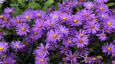 How to grow and care for asters – extend your yard's color palette with these easy, daisy-like beauties