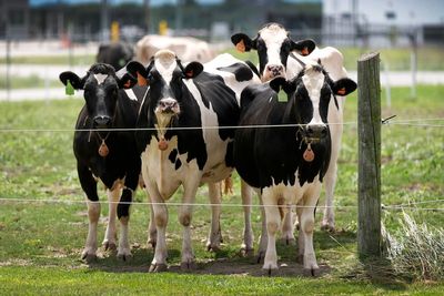 Second type of bird flu detected in US dairy cows