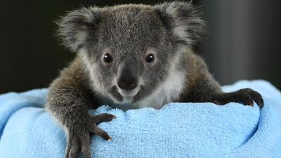 Kangaroo IVF breakthrough could save endangered koalas