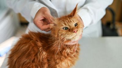 Hot spots on cats: Vet's guide to signs and treatment