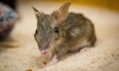 Bandicoots, phantom bans and metric musicians – take the Thursday quiz