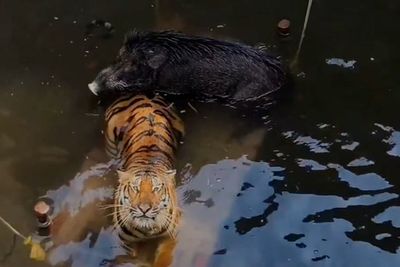 Watch: Tiger and wild boar rescued from well in India