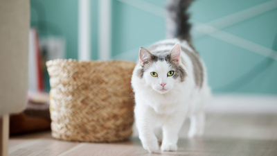 A vet reveals why your cat is walking in circles (and how you can help)