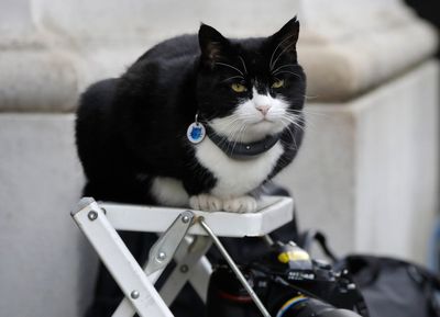 Palmerston the cat comes out of retirement for ‘purr-fect’ job in Bermuda