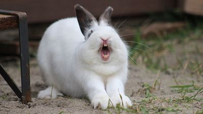 Rabbits may have a surprising source of calcium — eating their own teeth