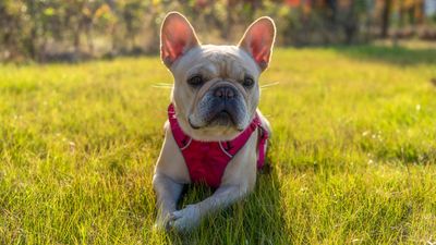 Family want answers after French Bulldog disappears from vet surgery for a week