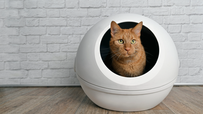 Blood in cat stool: vet’s guide to signs, causes, and treatment
