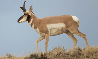 Poacher of highly coveted pronghorn antelope receives a ‘pathetic’ fine