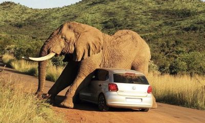 Tourists ‘shocked’ as elephant appears ready to crush car