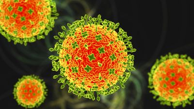 New 'Camp Hill' virus discovered in Alabama is relative of deadly Nipah — the 1st of its kind in the US