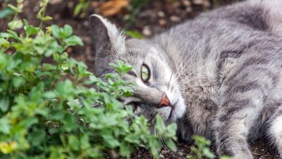 How to grow catnip – expert advice for this underrated, aromatic plant that tolerates the cold