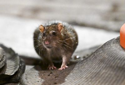 Hordes of rats are infesting cities and the $27 billion-a-year problem is only getting worse