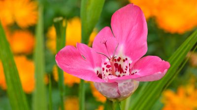 7 unusual bulbs to plant in spring – these beauties will add exotic blooms and striking foliage to your summer garden