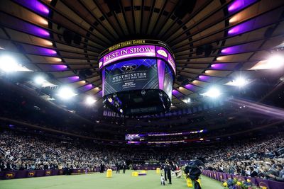 Dog Show 101: What's what at the Westminster Kennel Club