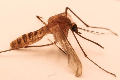 Study traces origin of mutant London underground mosquito to Middle East