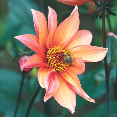 When to plant dahlias in pots — garden experts say you should pot them up soon for a head start