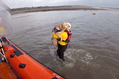 Moment spooked golden retriever getting swept out to sea is rescued by RNLI heroes