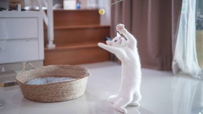 8 fun games to play with cats (affordable and easy)