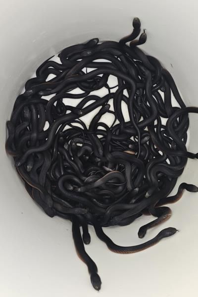 Over 100 Venomous Red-Bellied Black Snakes Found In Backyard