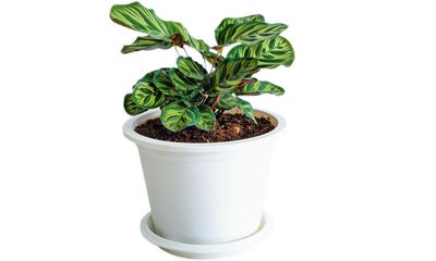 Houseplant clinic: Help! My calathea is so temperamental