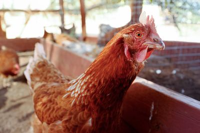 Your questions about bird flu answered