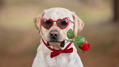 Toxic flowers to avoid on Valentine’s Day if you’re buying for a pet owner