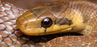 Britain has a new snake species – should climate change mean it is allowed to stay?