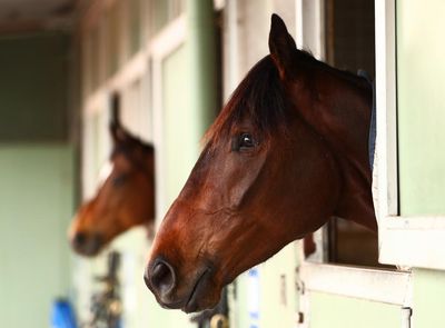 ‘They were going berserk’: horses allegedly distressed by frequent concerts at Flemington racecourse