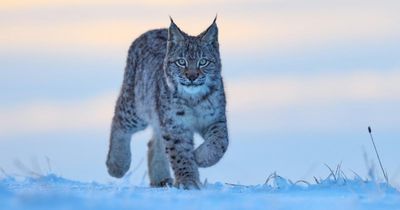 John Swinney rules out reintroduction of lynx or 'any large carnivorous animal'