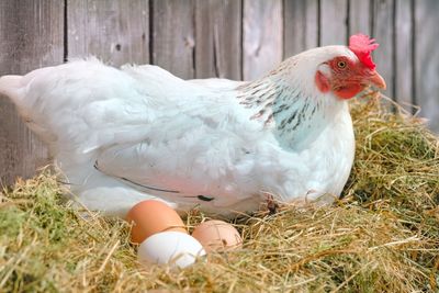 Live Bird Markets Ordered To Close In New York City As Avian Flu Cases Spread