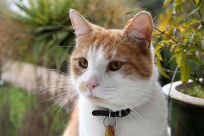 Why are ‘friendly neighbourhood cats’ appearing on Google Maps all of a sudden?