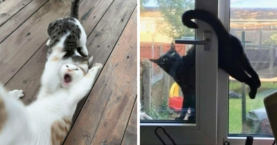 Here Are 35 Cats Being Cats In The Funniest Way Possible, As Seen Online