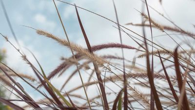 Does wind chill affect plants? Horticultural experts reveal the potential impact, plus how to keep plants protected on blustery days