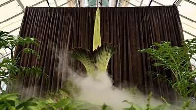 Baby corpse flower blooming but fans urged to stay away