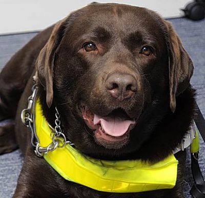 Police investigate dog abuse after black labrador ‘Ted’ kicked at New Malden B&Q