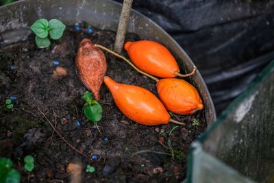 African psychedelic plant may be healing