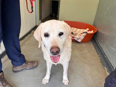 Couple reunited with dog stolen from garden more than seven years ago