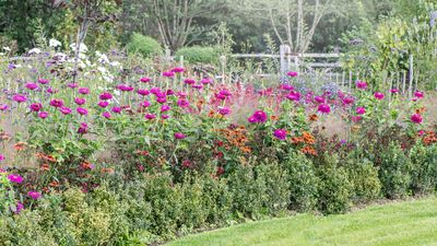 9 flower seeds to plant in February for bountiful summer blooms – with expert sowing tips to guarantee healthy seedlings