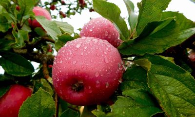 Save our cider: apple growers and producers call on government to protect traditional ‘native wine of England’