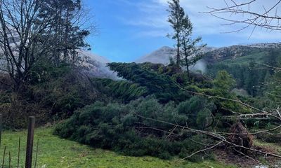 Kew’s rescue mission: arborists head to Scotland after hundreds of trees and plants felled by Storm Éowyn