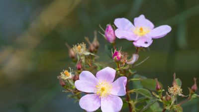 How to grow California roses – and transform your yard with native, bee-friendly borders