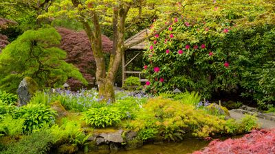 Best plants for a Japanese garden – expert horticulturalists recommend 7 varieties to create calming color and a sense of serenity