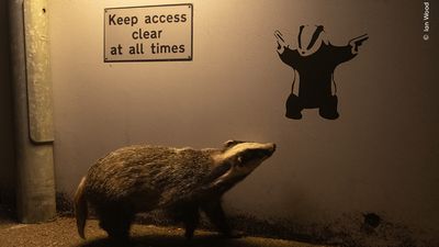 Badger and Banksy-style graffiti wins Wildlife Photographer of the Year People’s Choice Award