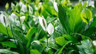 Where to place a peace lily in your home for balance, prosperity and positivity, according to Feng Shui experts