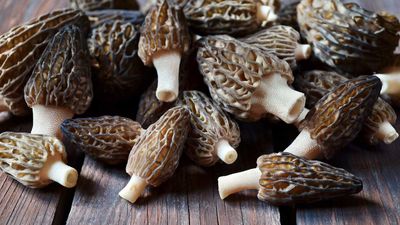 How to grow morel mushrooms – an expert shares essential advice, including where to site your growing patch and how to get started