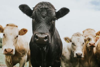 New bird flu variant found in Nevada dairy cows has experts sounding alarms: 'We have never been closer to a pandemic from this virus'